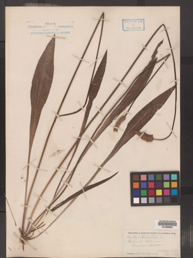 Plantago lanceolata