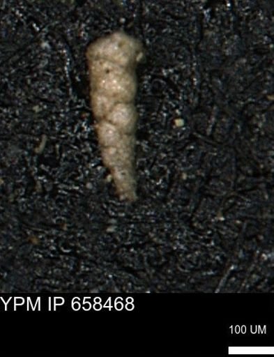 Verneuilinoides kansasensis