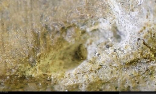 undet. Mollusca