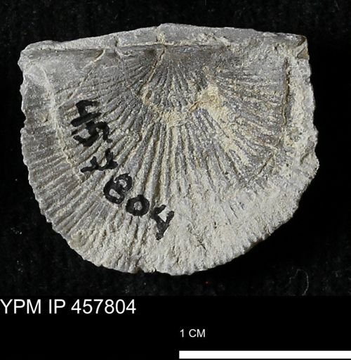 Strophodonta sp.
