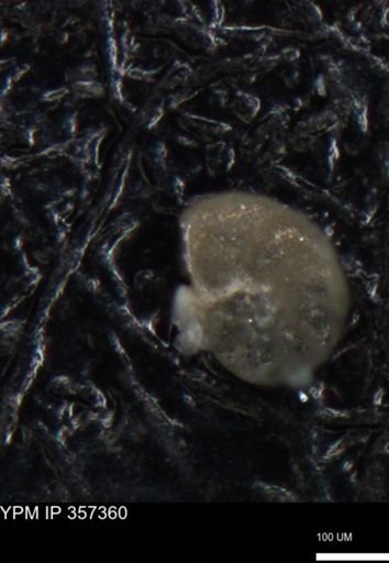 undet. Foraminiferida
