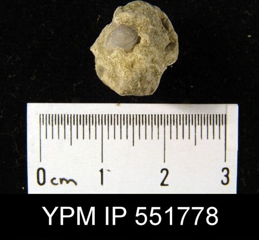 Atrypella decaturensis