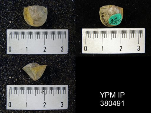 Cyrtia cyrtiniformis