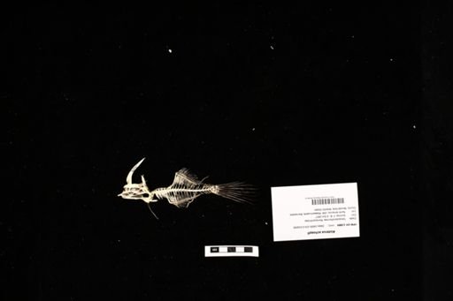 Aluterus schoepfi