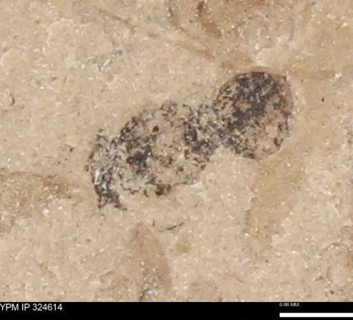 undet. Hymenoptera