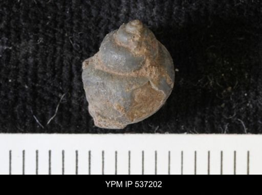 Viviparus montanaensis