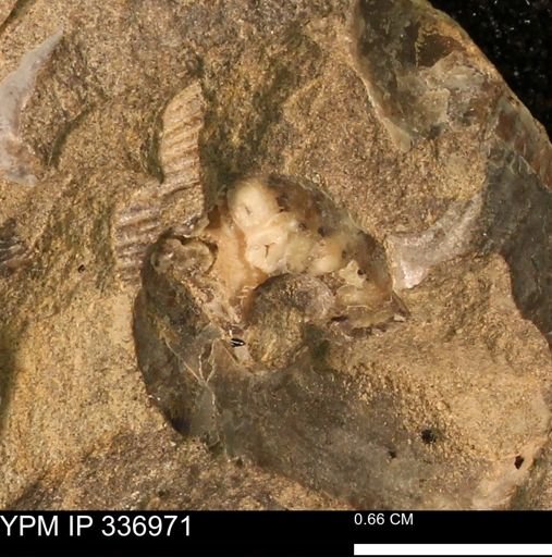 Scaphitidae?