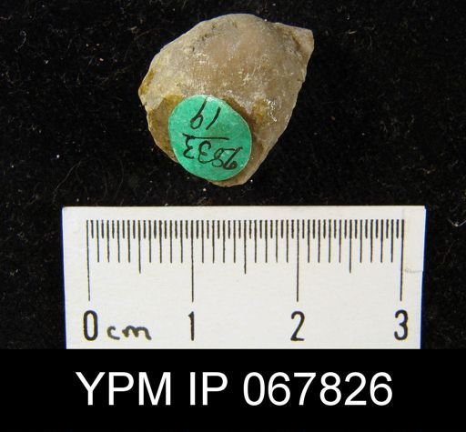 Stropheodonta equistriata