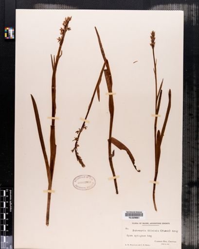 Habenaria