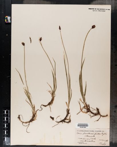 Carex