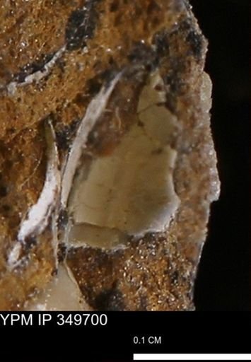 undet. Mollusca