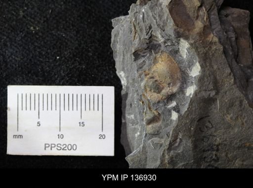 Ctenocephalus maltheus