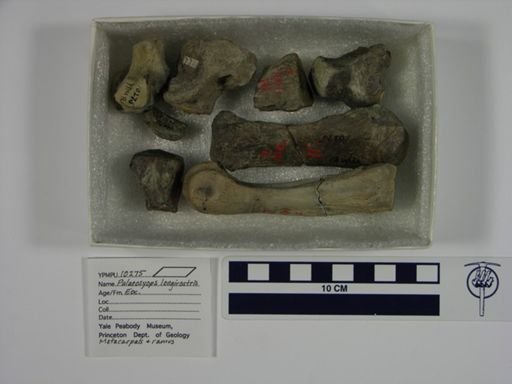 Palaeosyops longirostris