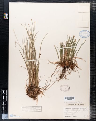 Scirpus verecundus