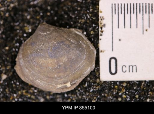 Limopsis striatopunctatus