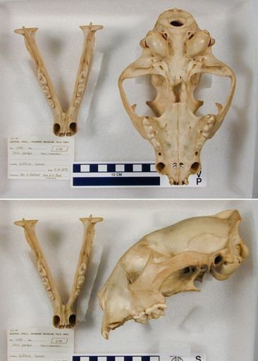 Panthera pardus pardus