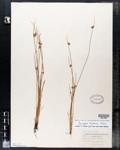 Scirpus hotarui