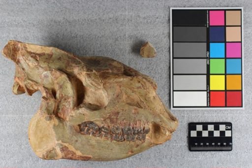 Hyracodon nebrascensis
