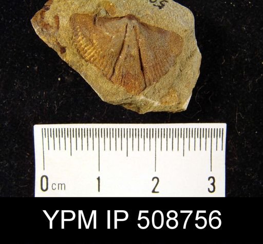 Cyrtospirifer sulcifer?