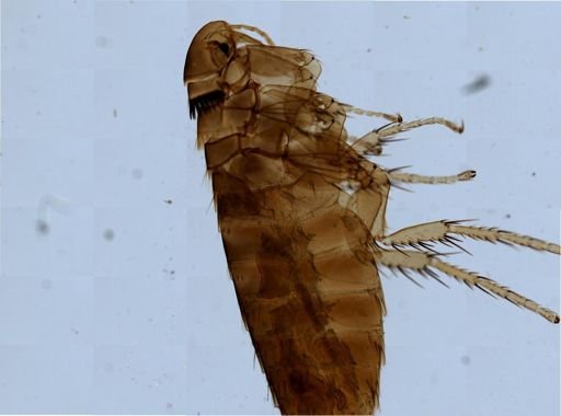Monopsyllus anisus