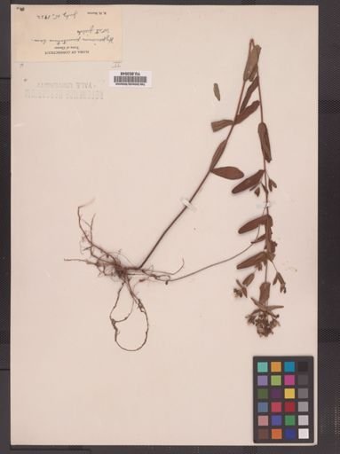 Hypericum punctatum