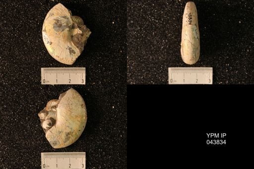 Hoploscaphites nicolletii