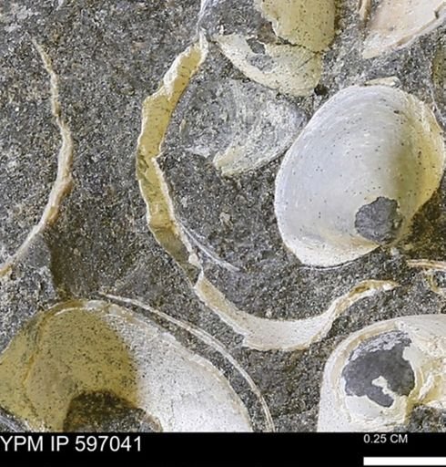 undet. Bivalvia