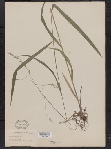 Bromus purgans