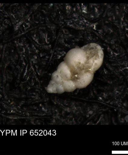 undet. Heterohelicidae