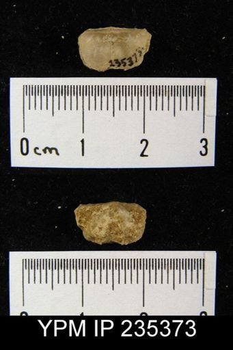 Lissochonetes geinitzianus var. geronticus