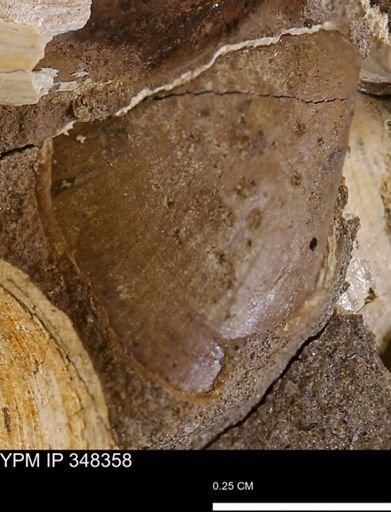 undet. Bivalvia