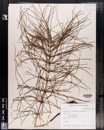 Equisetum arvense