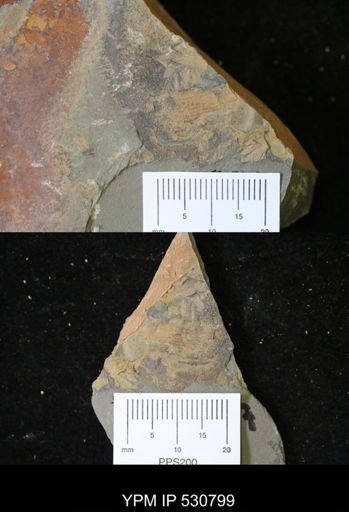 Aegirocassis sp.