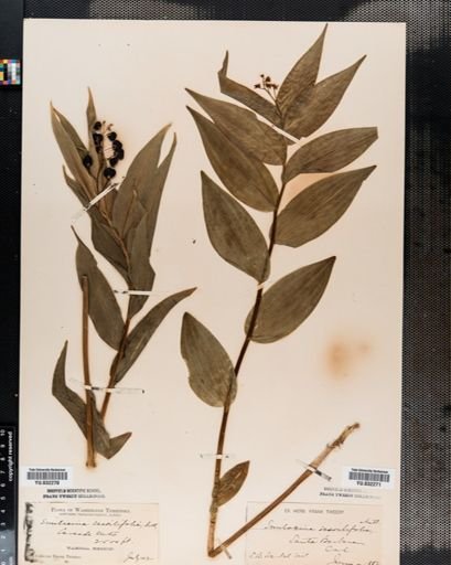 Maianthemum
