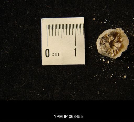 Aulacophyllum sp.