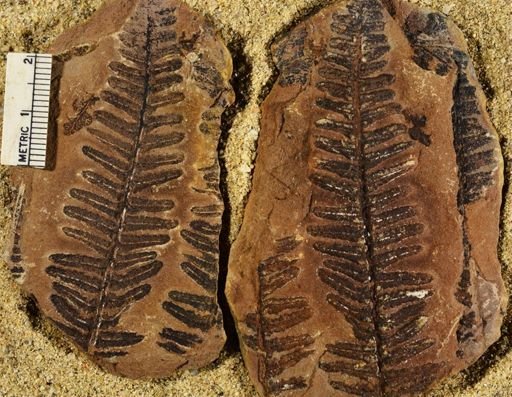 Pecopteris miltoni