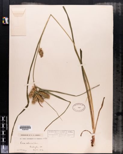 Carex retrorsa