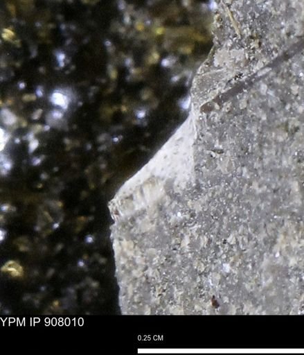 undet. Mollusca