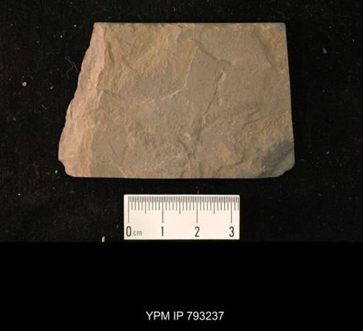 Mormolucoides articulatus