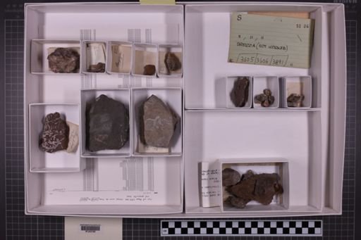 mixed taxa, stratigraphic collection