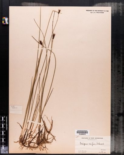 Scirpus
