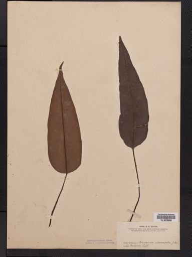 Syngramma