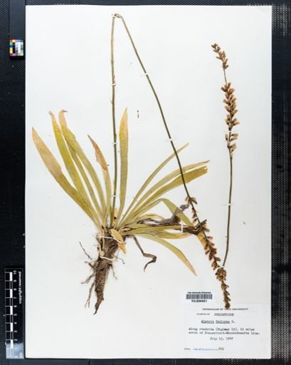 Aletris farinosa