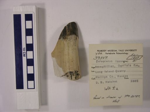 Teleoceras fossiger