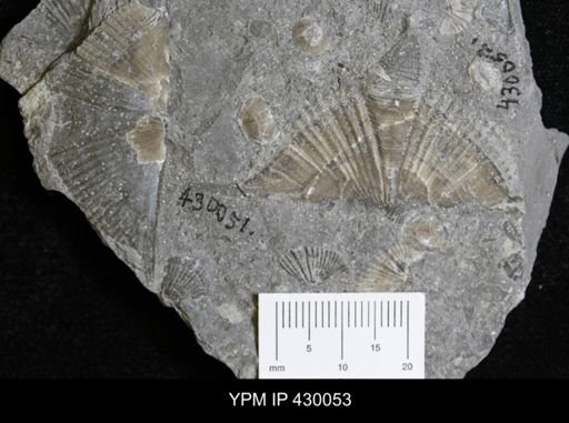 Devonochonetes sp.