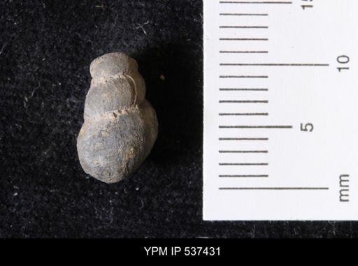 Goniobasis ortmanni