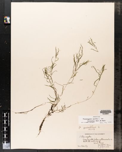 Potamogeton