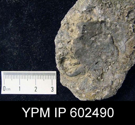 Strophodonta sp.