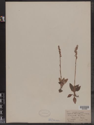 Epipactis tesselata
