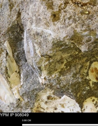 undet. Mollusca